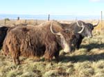 Solid Golden Yak Bull